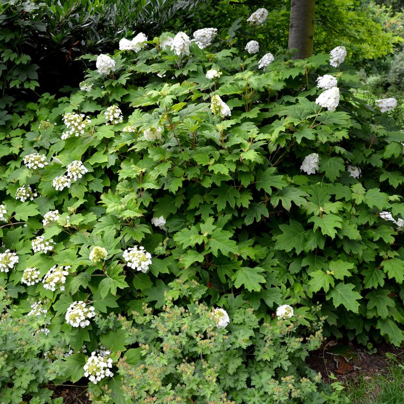 Hydrangea quercifolia Snow Queen (Plant habit)