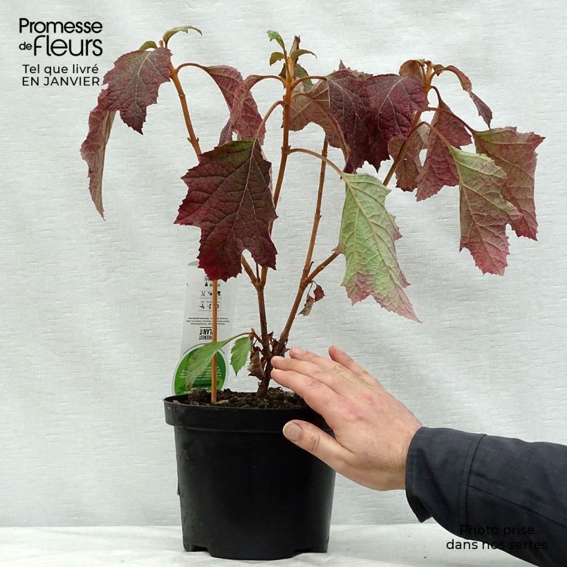 Hydrangea quercifolia Snowflake 3L/4L pot sample as delivered in winter