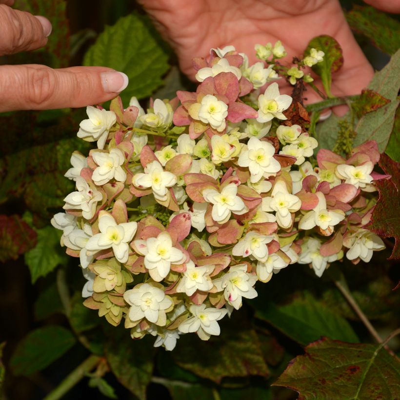 Hydrangea quercifolia Snowflake (Flowering)