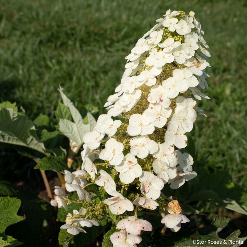 Hydrangea quercifolia Yeti (Flowering)