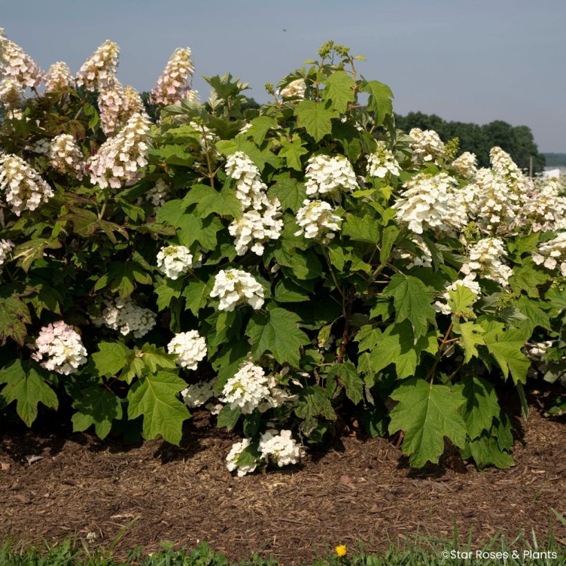 Hydrangea quercifolia Yeti (Plant habit)