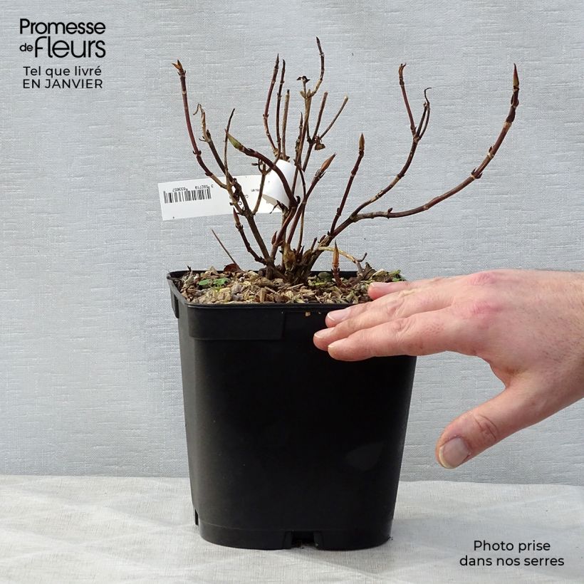 Hydrangea serrata Tiara - Mountain Hydrangea 2L/3L pot sample as delivered in winter