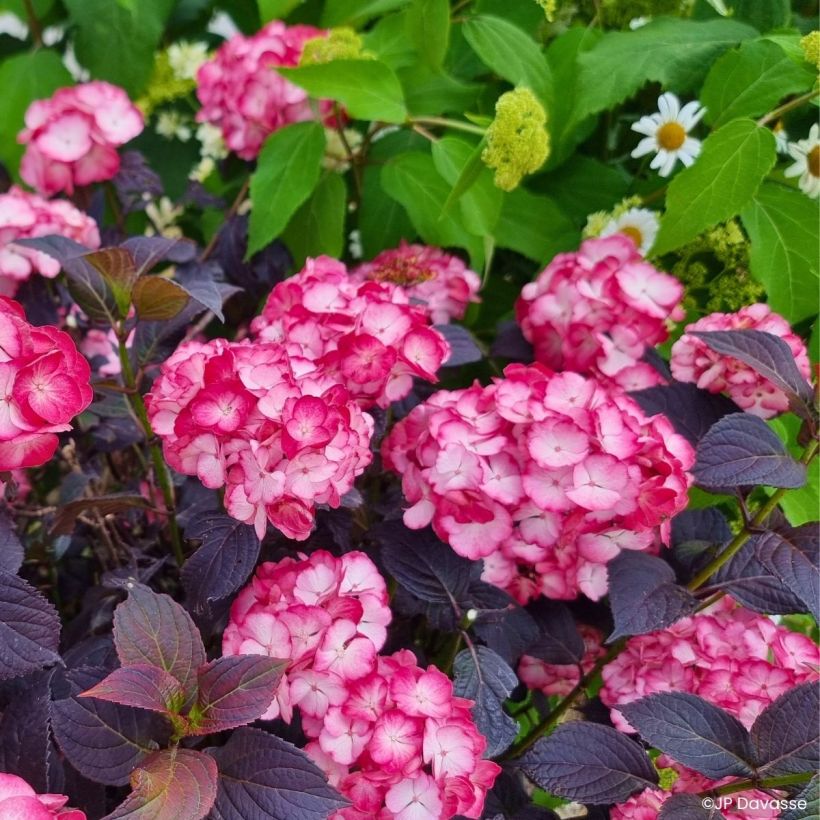 Hydrangea macrophylla x serrata BLACK VELVET® (Plant habit)