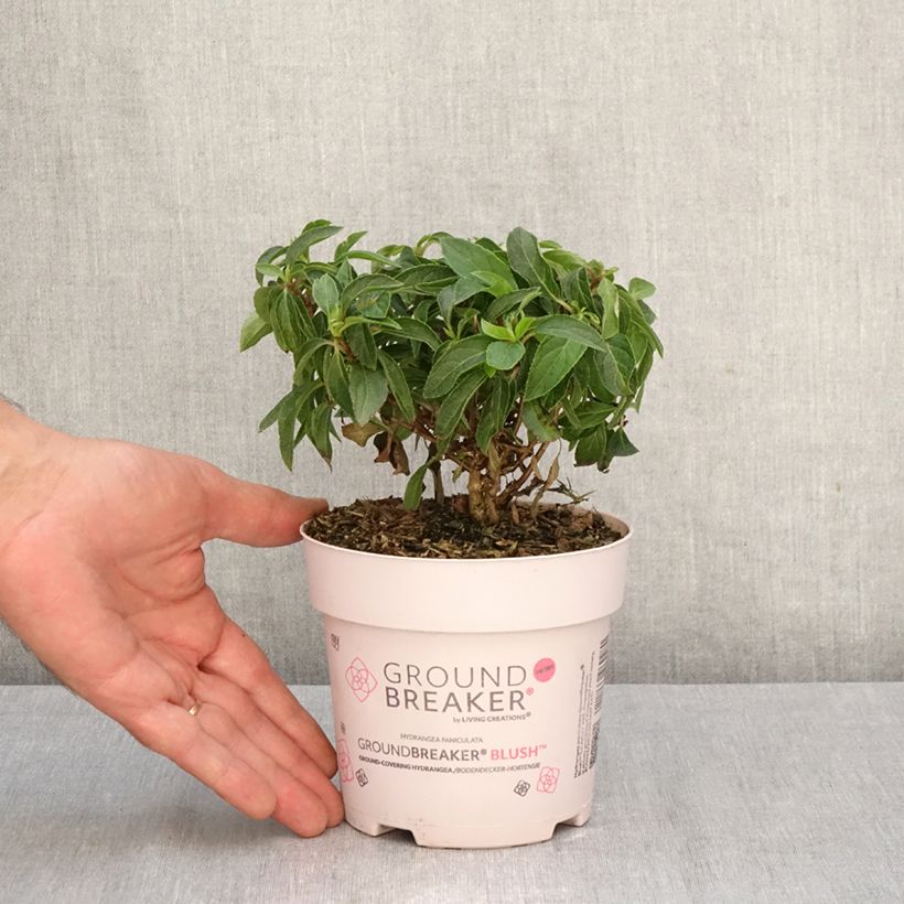 Hydrangea paniculata Groundbreaker 1L/1.5L pot sample as delivered in autumn
