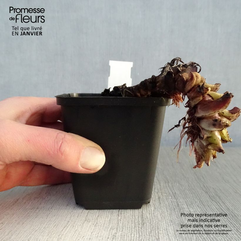 Hydrophyllum canadense  8/9 cm pot sample as delivered in winter