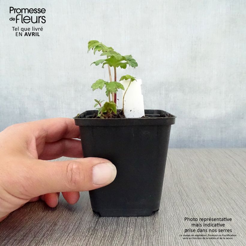 Hydrophyllum canadense  8/9 cm pot sample as delivered in spring