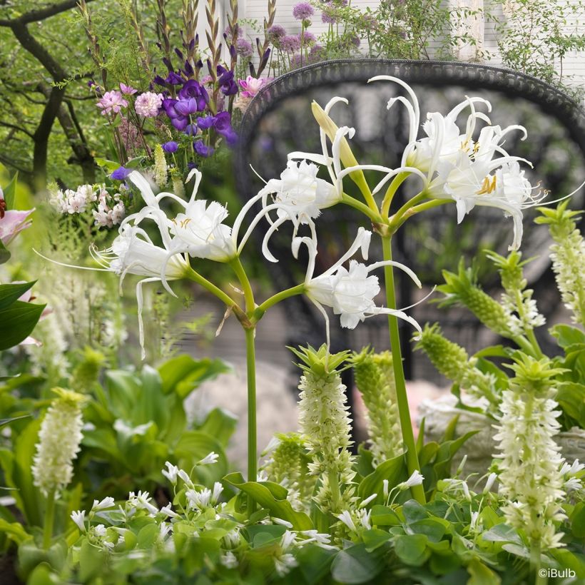 Hymenocallis x festalis Zwanenburg - Spider Lily (Plant habit)