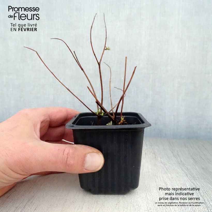 Hypericum Hidcote 8/9 cm pot sample as delivered in winter