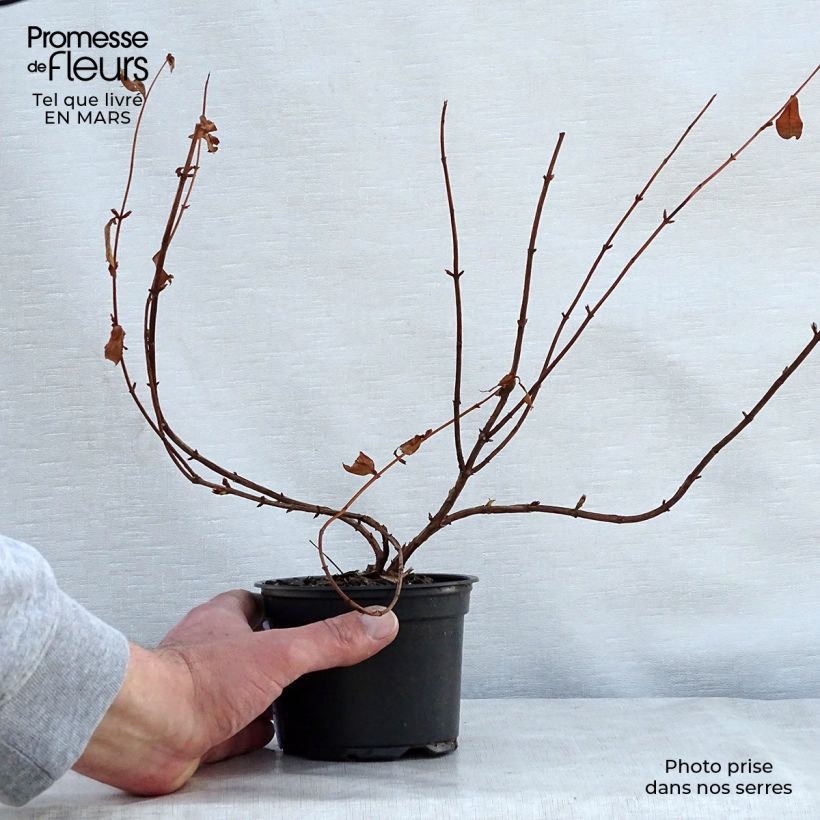 Hypericum Hidcote 8/9 cm pot sample as delivered in spring