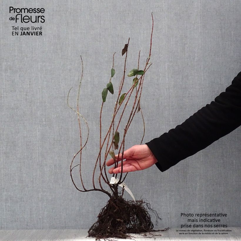 Hypericum Hidcote Bare root sample as delivered in winter