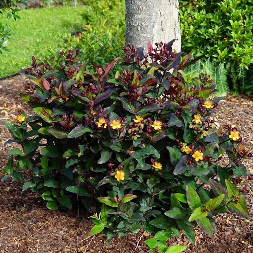 Hypericum Miracle Night - St. John's wort (Plant habit)