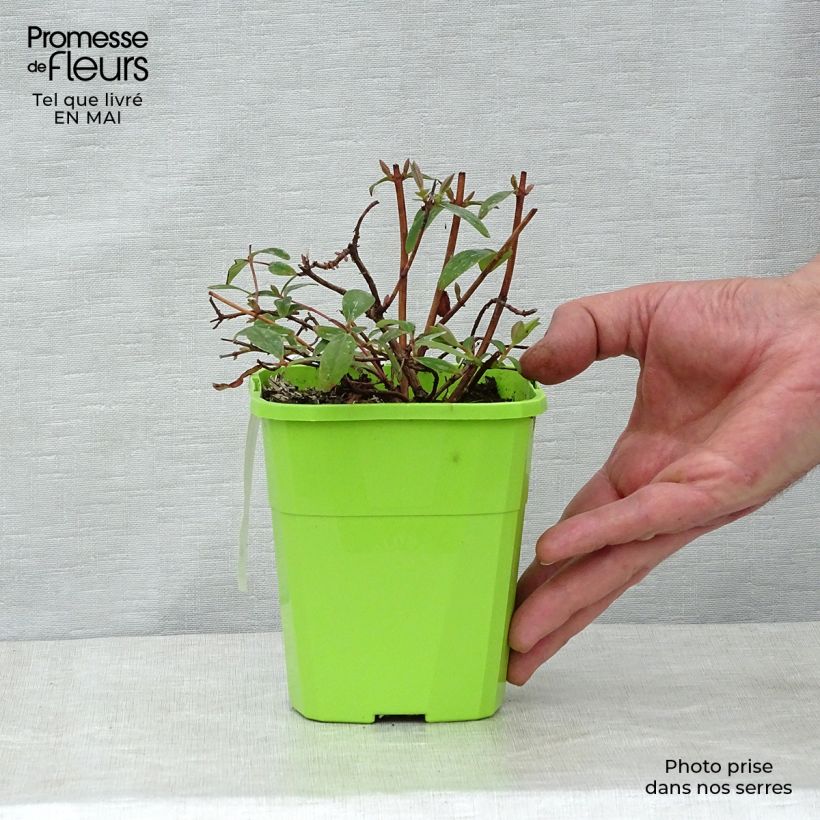 Hypericum inodorum Radiance - St. John's wort 1L/1.5L pot sample as delivered in spring