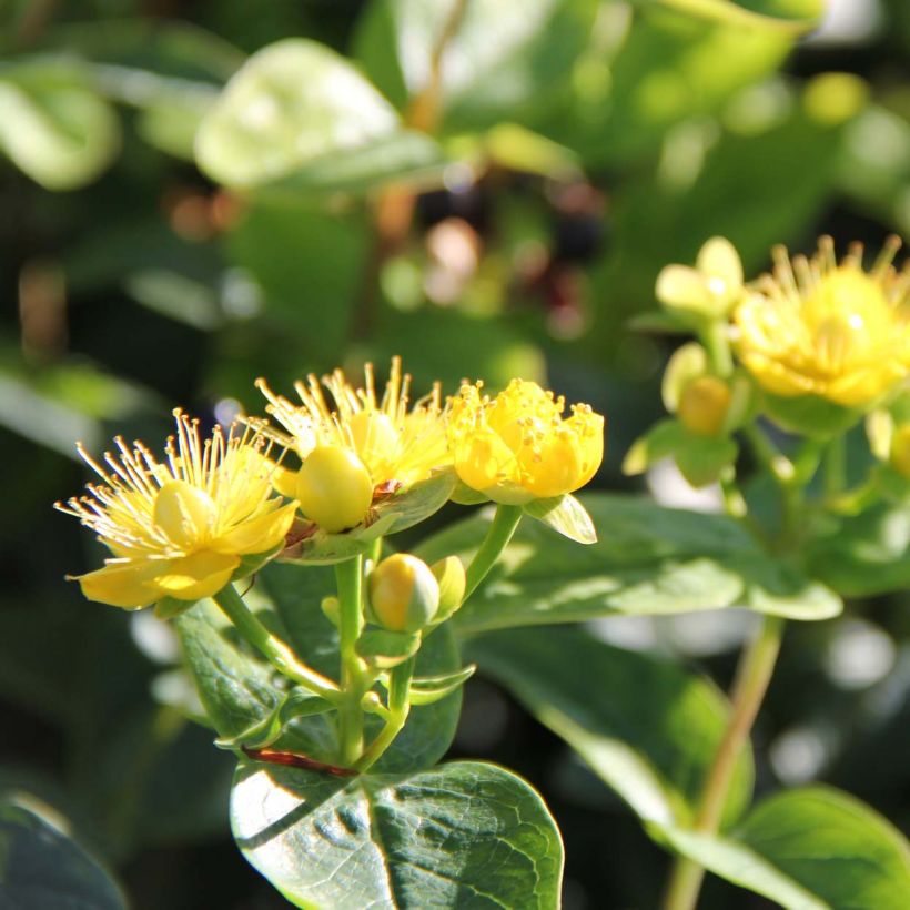 Hypericum inodorum Magical Sunshine Kolmasun - St. John's wort (Flowering)