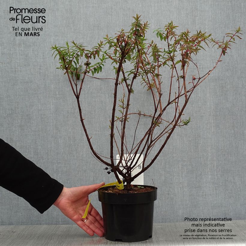 Hypericum x dummeri Peter Dummer - St. John's wort 3L/4L pot sample as delivered in winter