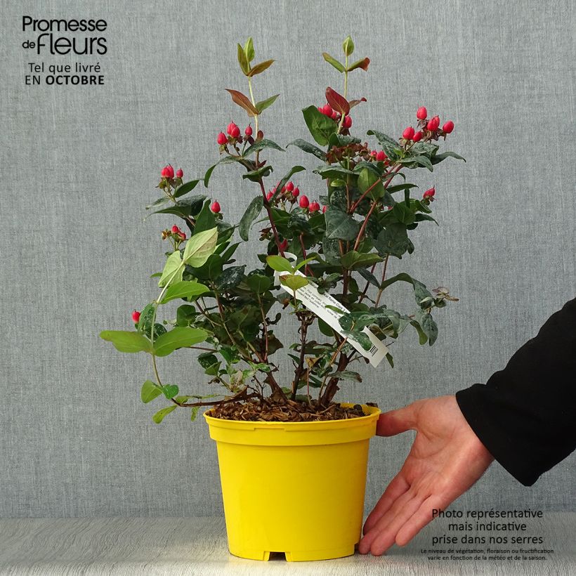 Hypericum inodorum Magical Red Flame KOLMAREF - St. John's wort 2L/3L pot sample as delivered in autumn
