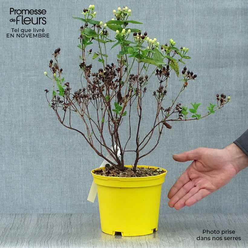 Hypericum inodorum Magical Sunshine Kolmasun - St. John's wort 2L/3L pot sample as delivered in autumn