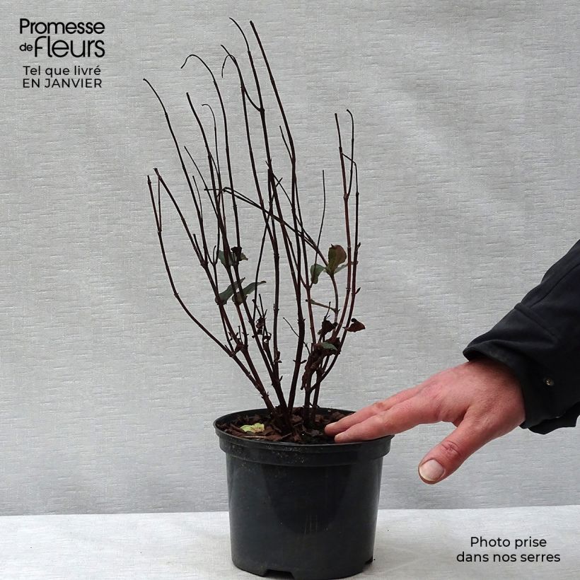 Hypericum x inodorum Magical Universe Kolmuni - St. John's wort 4L/5L pot sample as delivered in winter