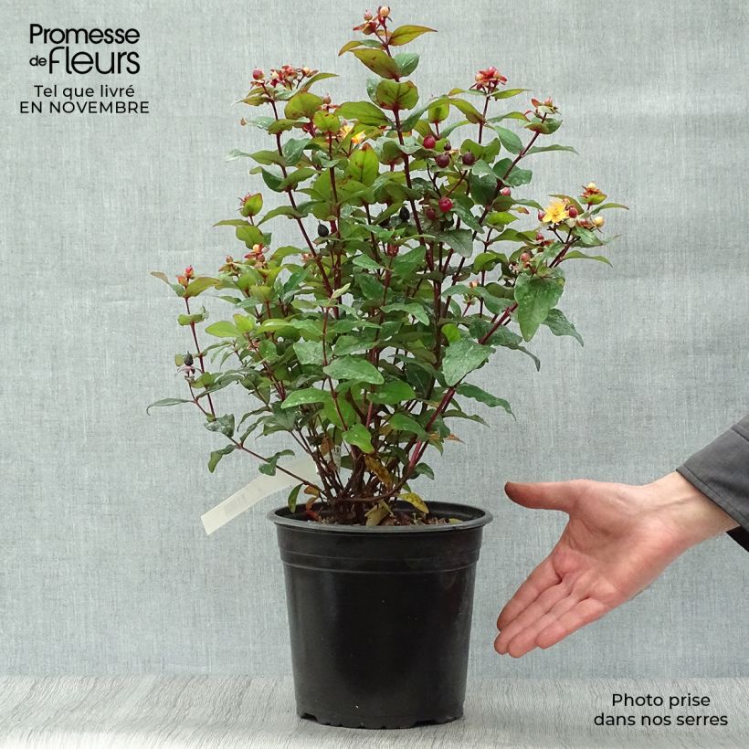 Hypericum x inodorum Magical Universe Kolmuni - St. John's wort 4L/5L pot sample as delivered in autumn