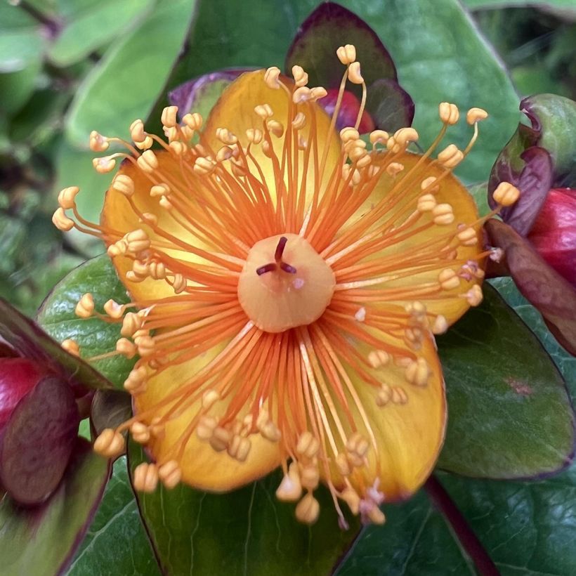 Hypericum x inodorum Magical Universe Kolmuni - St. John's wort (Flowering)