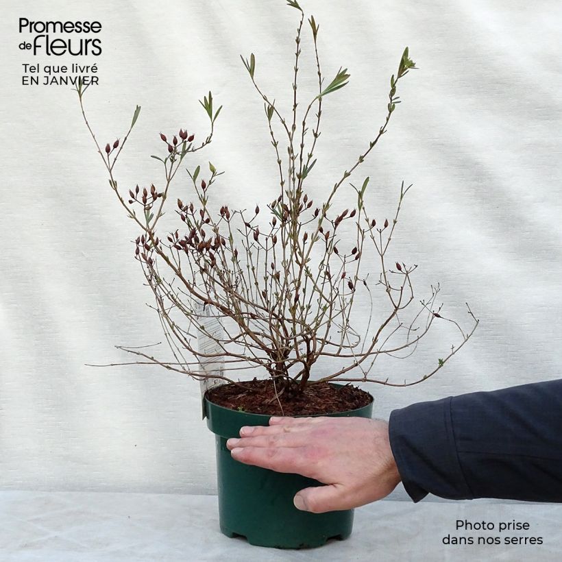 Hypericum kalmianum Blue Velvet - St. John's wort 2L/3L pot sample as delivered in winter