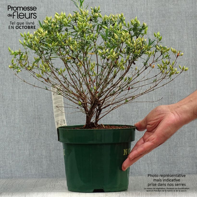 Hypericum kalmianum Blue Velvet - St. John's wort 2L/3L pot sample as delivered in autumn