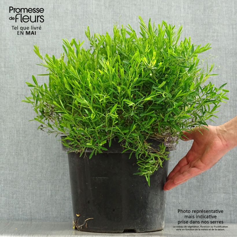 Hypericum kalmianum Cobalt-n-Gold - St. John's wort 7.5L/10L pot sample as delivered in spring