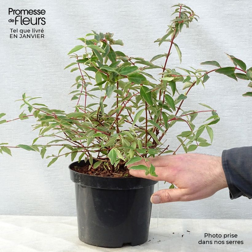 Hypericum x moserianum Tricolor - St. John's wort 3L/4L pot sample as delivered in winter