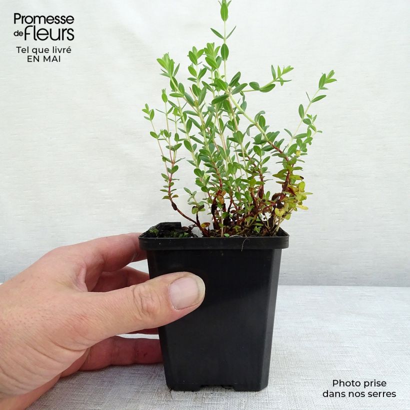 Hypericum olympicum - St. John's wort 8/9 cm pot sample as delivered in spring