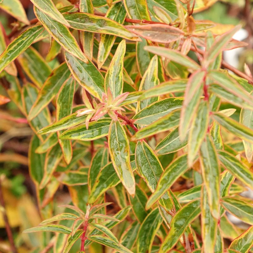 Hypericum Hidcote Limelight (Foliage)