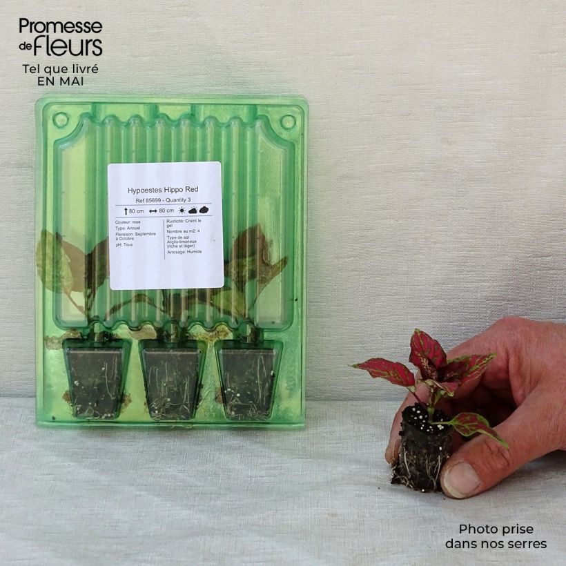 Hypoestes phyllostachya Hippo Red - Polka Dot Plant Plug plant 3/4cm sample as delivered in spring
