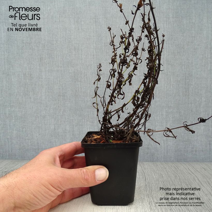 Hyssopus officinalis 8/9 cm pot sample as delivered in autumn
