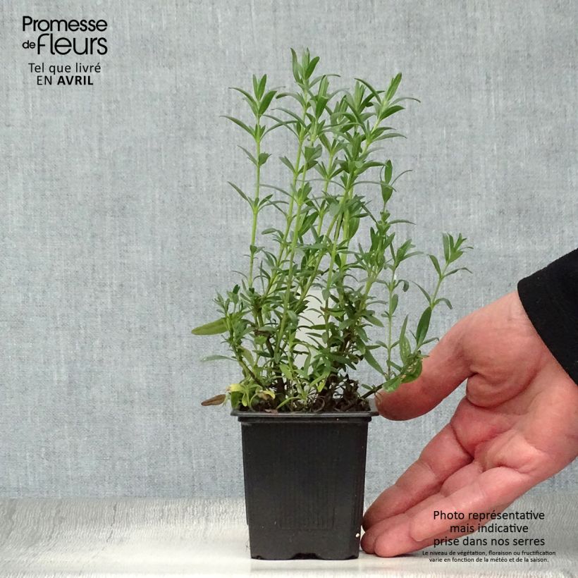 Hyssopus officinalis 8/9 cm pot sample as delivered in spring