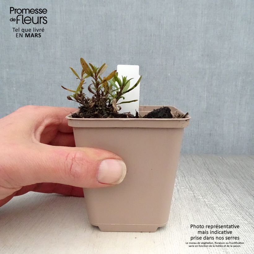 Hyssopus officinalis Roseus 8/9 cm pot sample as delivered in spring