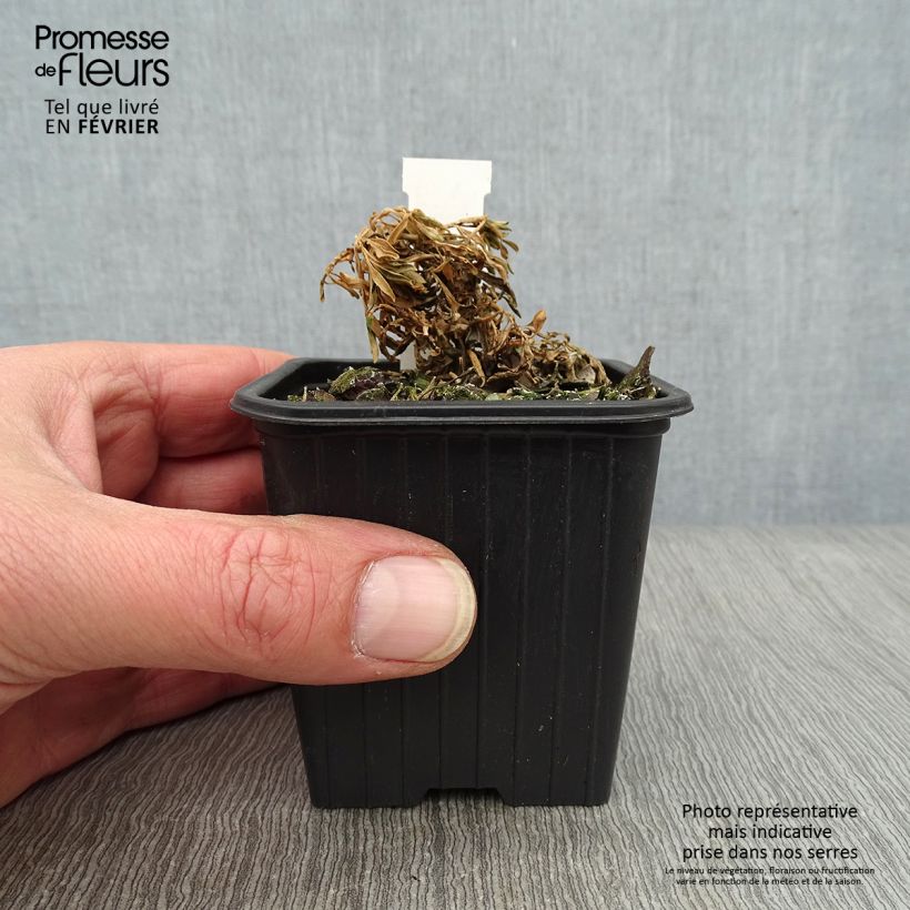 Iberis Absolutely Amethyst 8/9 cm pot sample as delivered in winter