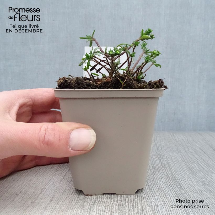 Iberis sempervirens Snowflake 8/9 cm pot sample as delivered in winter