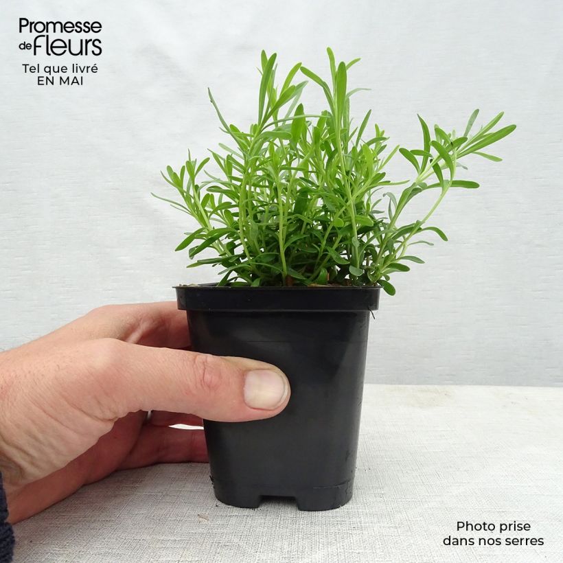 Iberis sempervirens Snowflake 8/9 cm pot sample as delivered in spring