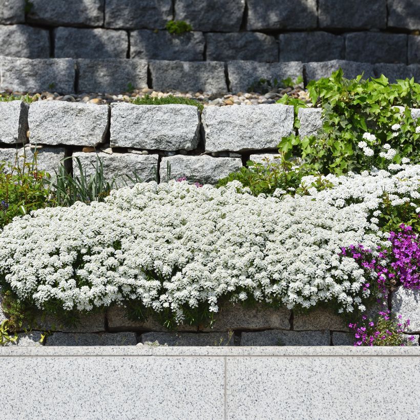 Iberis sempervirens (Plant habit)