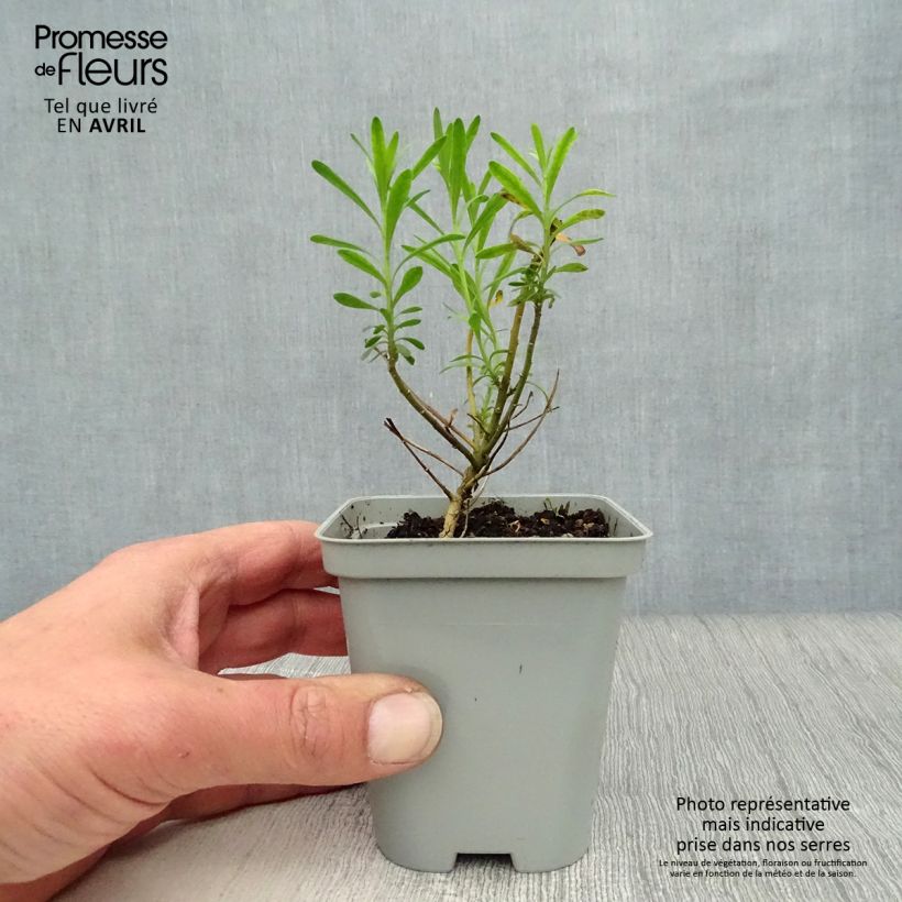 Iberis sempervirens 8/9 cm pot sample as delivered in spring