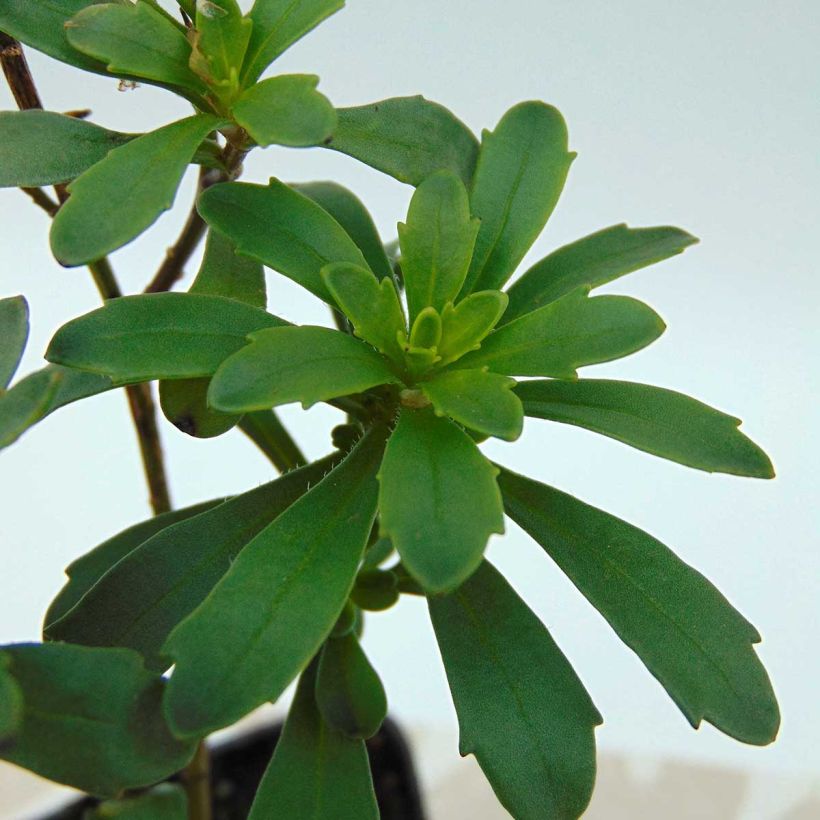Iberis sempervirens Masterpiece (Foliage)