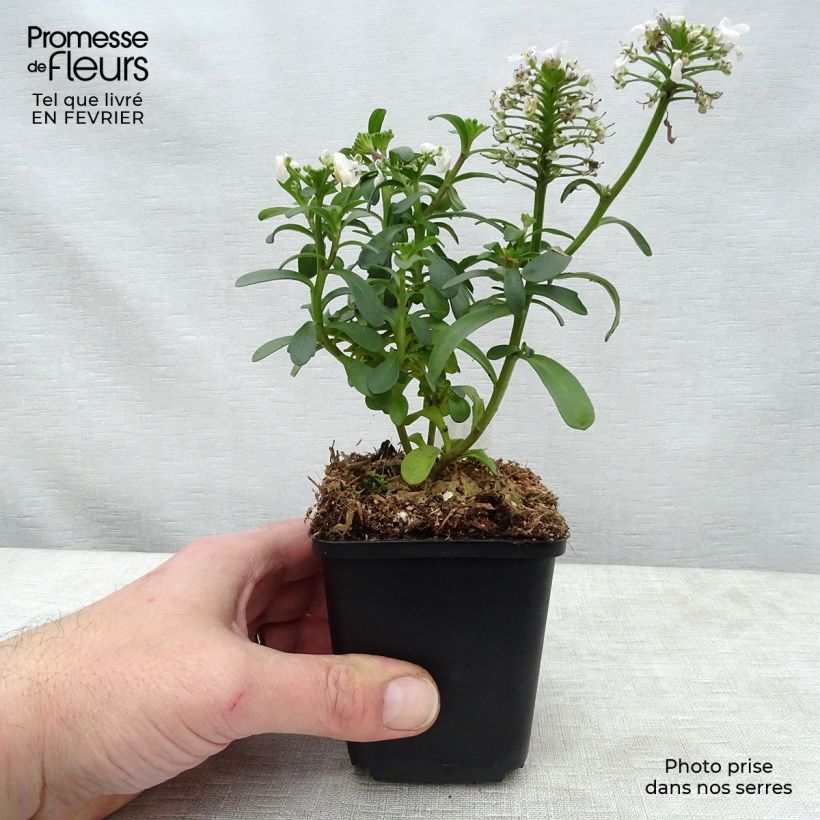 Iberis sempervirens Masterpiece 8/9 cm pot sample as delivered in winter