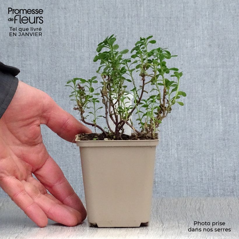 Iberis sempervirens Pink Ice 8/9 cm pot sample as delivered in winter