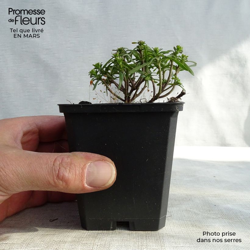 Iberis sempervirens Weisser Zwerg 8/9 cm pot sample as delivered in winter
