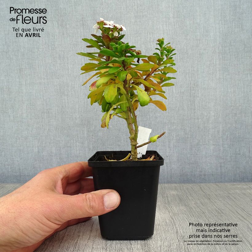 Iberis sempervirens Weisser Zwerg 8/9 cm pot sample as delivered in spring