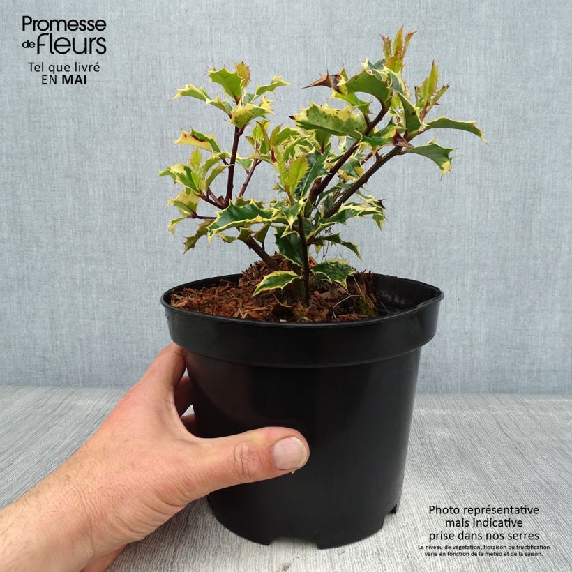 Ilex aquifolium Madame Briot - Common Holly 3L/4L pot sample as delivered in spring