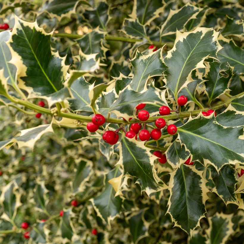 Ilex aquifolium Silver Queen - Common Holly (Harvest)
