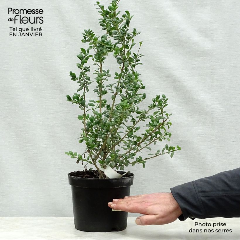 Crenate Holly - Ilex crenata Convexa 2L/3L pot sample as delivered in winter