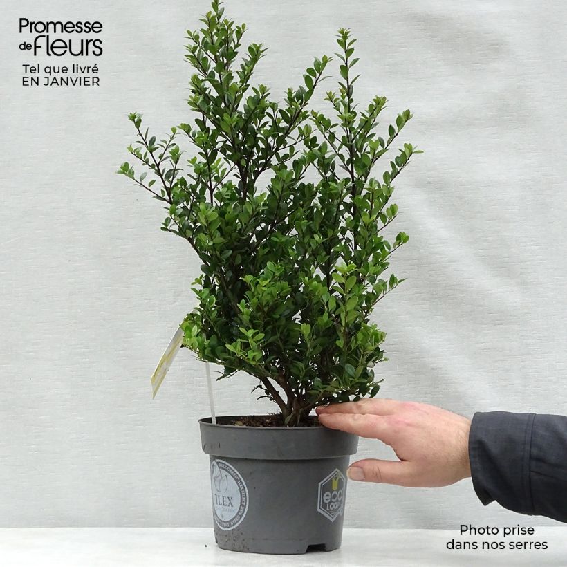 Ilex crenata Dark Green - Japanese Holly 2L/3L pot sample as delivered in winter