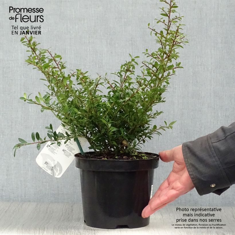 Ilex crenata Stokes - Japanese Holly 2L/3L pot sample as delivered in winter