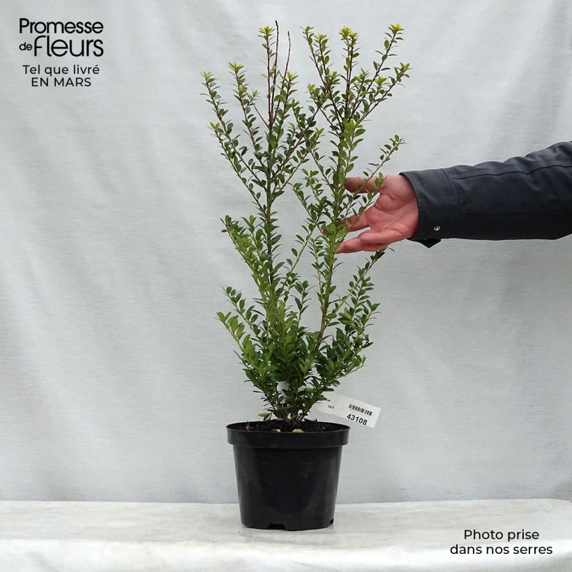 Ilex maximowicziana Kanehirae 3L/4L pot sample as delivered in spring