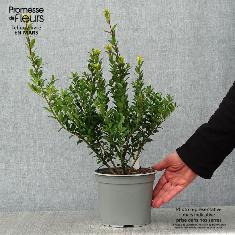 Ilex maximowicziana Kanehirae 3L/4L pot sample as delivered in winter